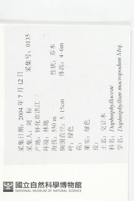 交讓木、臺灣虎皮楠、膜葉虎皮楠藏品圖，第2張
