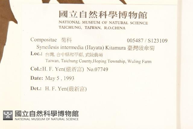 高山破傘菊藏品圖，第2張