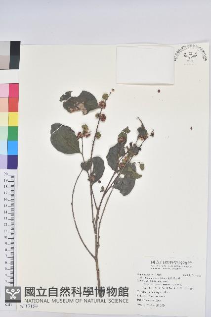 細葉饅頭果藏品圖，第1張