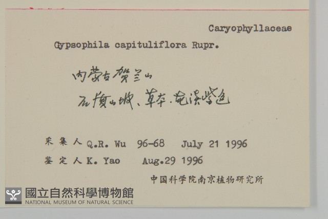 頭狀石頭花藏品圖，第2張