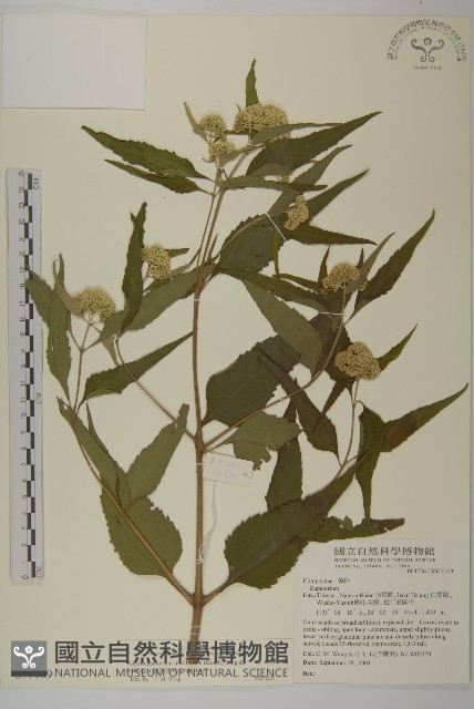 假澤蘭藏品圖，第1張
