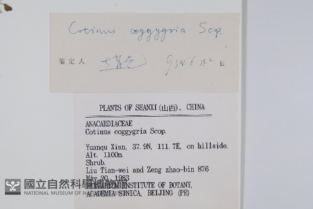 黃櫨藏品圖，第2張