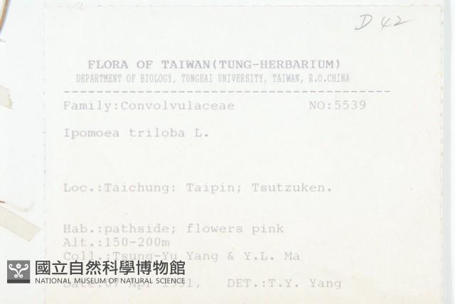 紅花野牽牛藏品圖，第2張