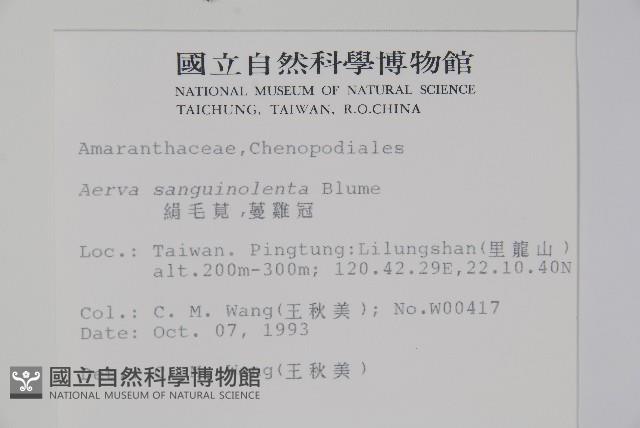 蔓雞冠、絹毛莧藏品圖，第2張