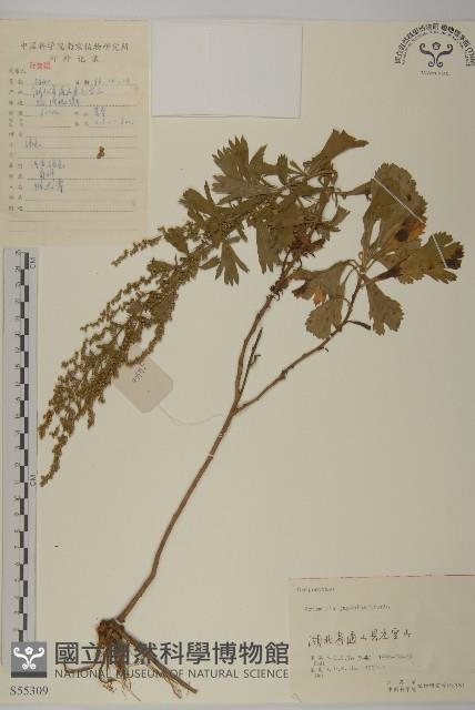 牡蒿藏品圖，第1張