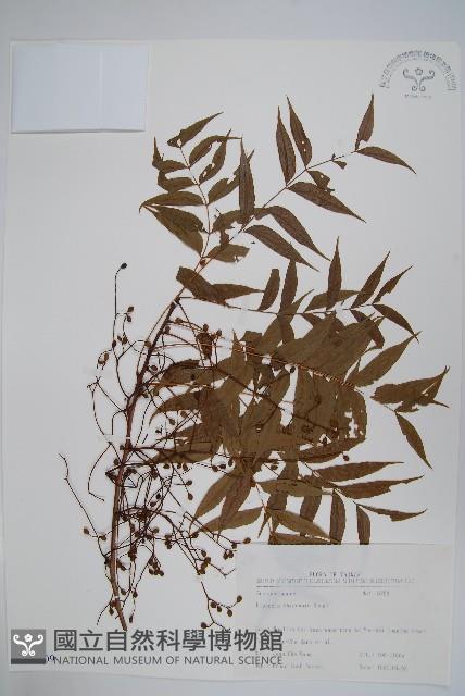 黃連木、爛心木藏品圖，第1張