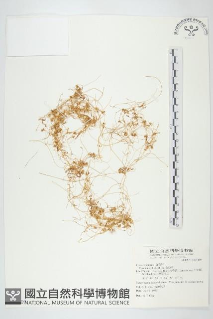 菟絲子藏品圖，第1張