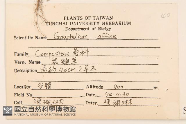 鼠麴草藏品圖，第2張