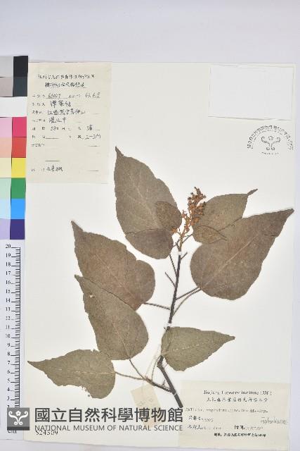 扛香藤藏品圖，第1張