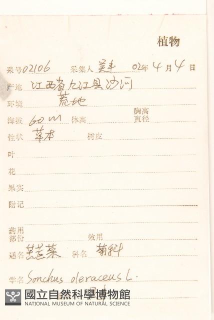 苦滇菜、苦菜藏品圖，第2張