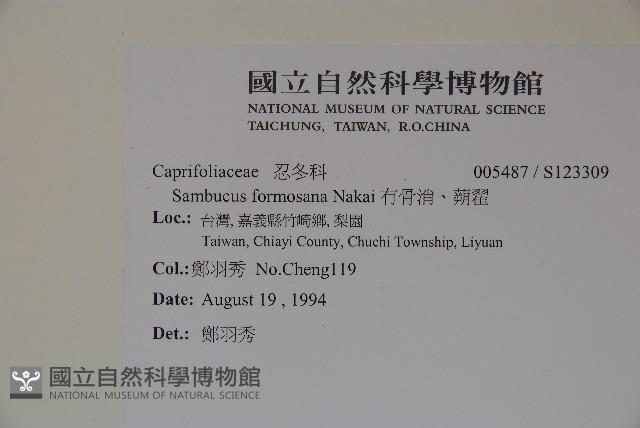 冇骨消、蒴翟藏品圖，第2張