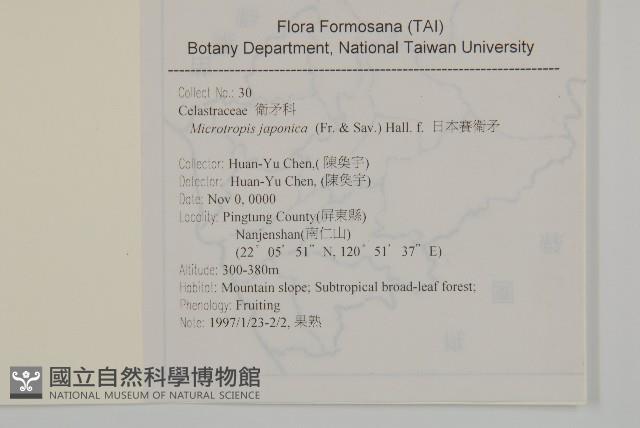 日本賽衛矛、日本假衛矛藏品圖，第2張