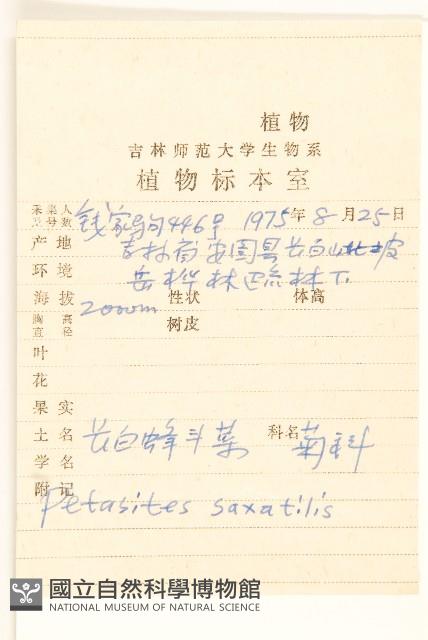 長白蜂斗菜藏品圖，第2張