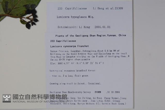 裡白忍冬、紅腺忍冬藏品圖，第2張