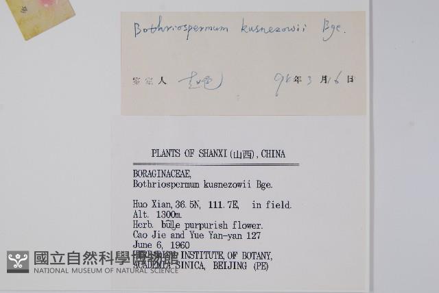 狹苞斑種草藏品圖，第2張