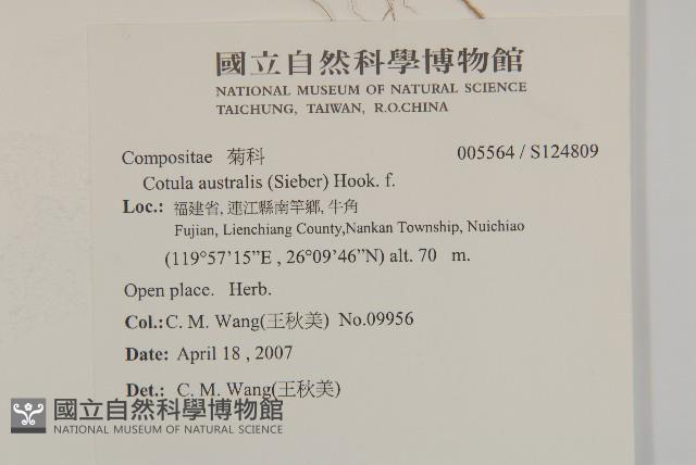 南方山芫荽藏品圖，第2張