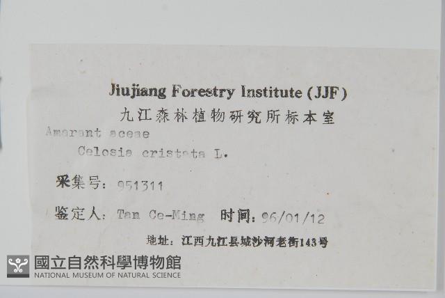 雞冠花藏品圖，第2張