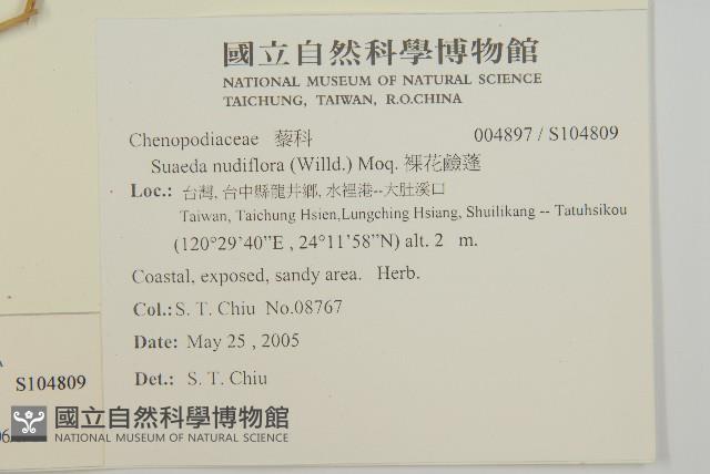 裸花鹼蓬藏品圖，第2張