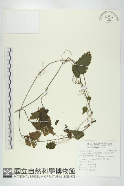 絞股藍藏品圖，第1張