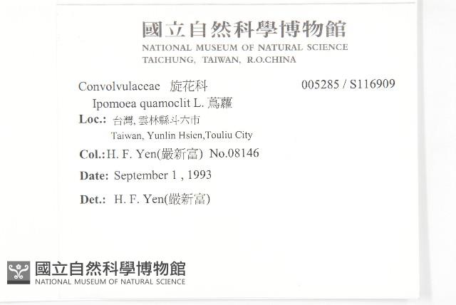 蔦蘿藏品圖，第2張