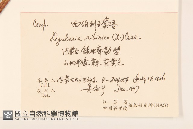 狹苞橐吾藏品圖，第2張