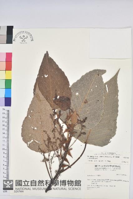 紅肉橙蘭、華血桐藏品圖，第1張