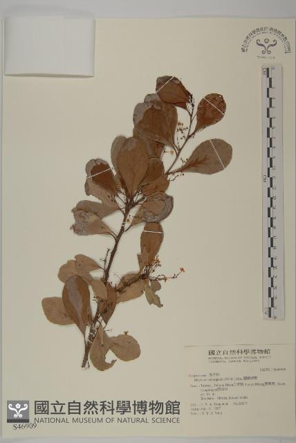 蘭嶼裸實藏品圖，第1張