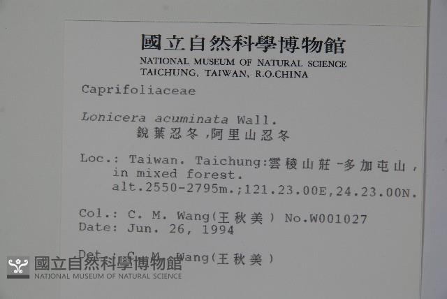 阿里山忍冬、漸尖葉忍冬藏品圖，第2張