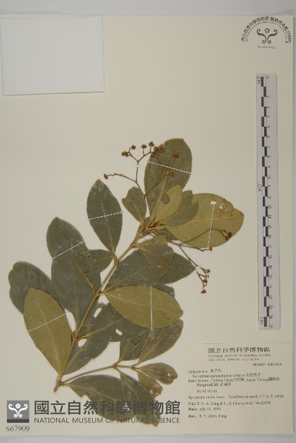 交趾衛矛藏品圖，第1張