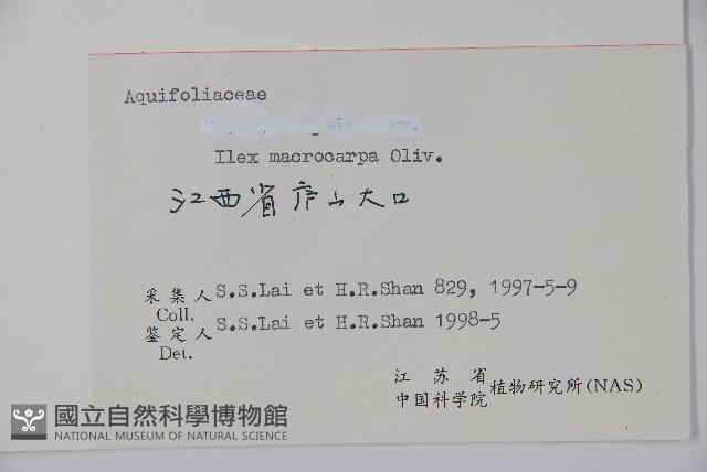 大果冬青藏品圖，第2張