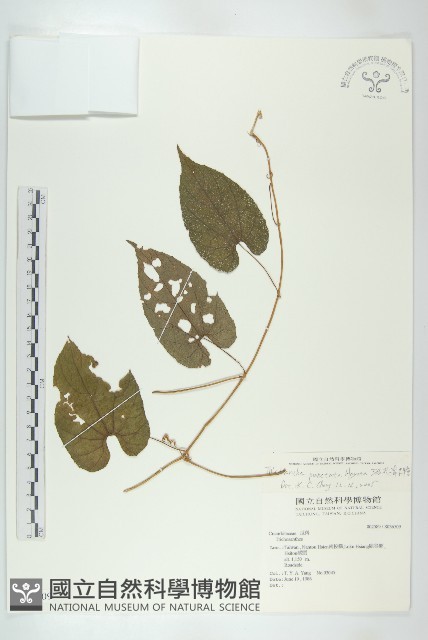 斑花青牛膽藏品圖，第1張