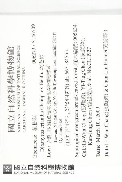 軟毛柿藏品圖，第2張