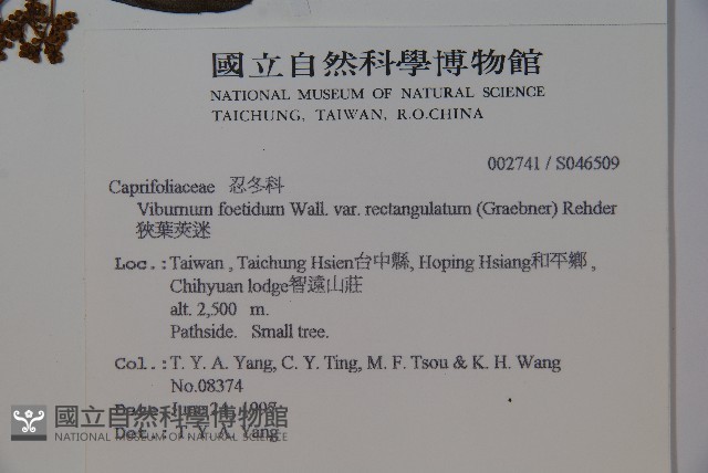 狹葉莢迷藏品圖，第2張