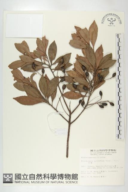 杜英、山杜英、蘭嶼杜英藏品圖，第1張