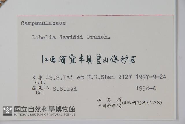 江南山梗菜藏品圖，第2張