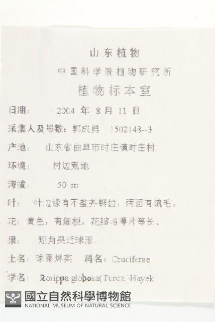 風花菜、球果山芥菜藏品圖，第2張