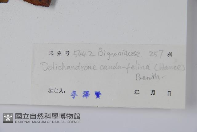 貓尾樹藏品圖，第2張