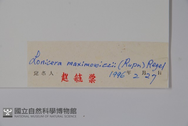 紫枝忍冬藏品圖，第2張