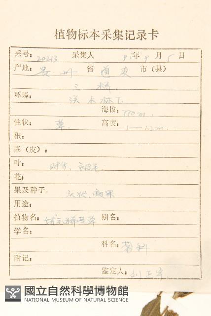 腺梗豨薟藏品圖，第2張