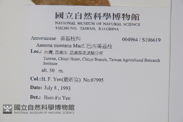 巴西番荔枝藏品圖，第2張
