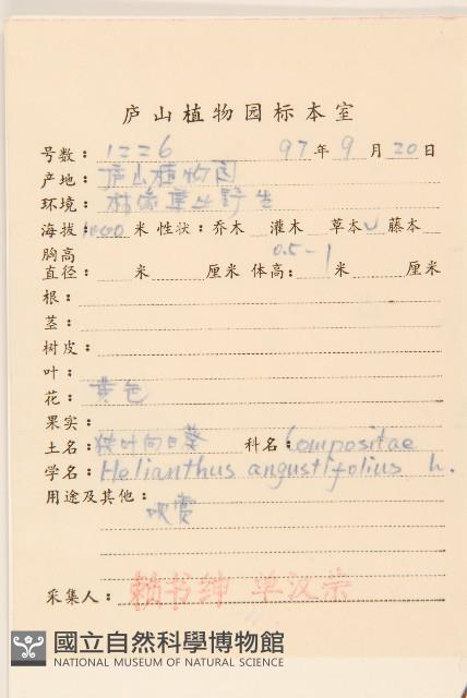 狹葉向日葵藏品圖，第2張