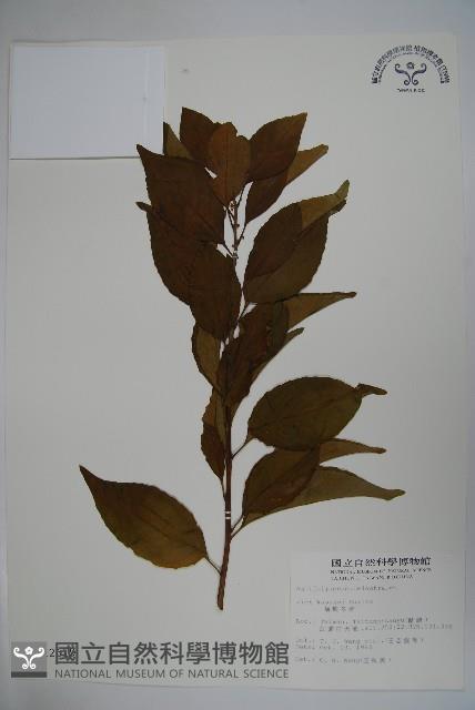 草野氏冬青藏品圖，第1張