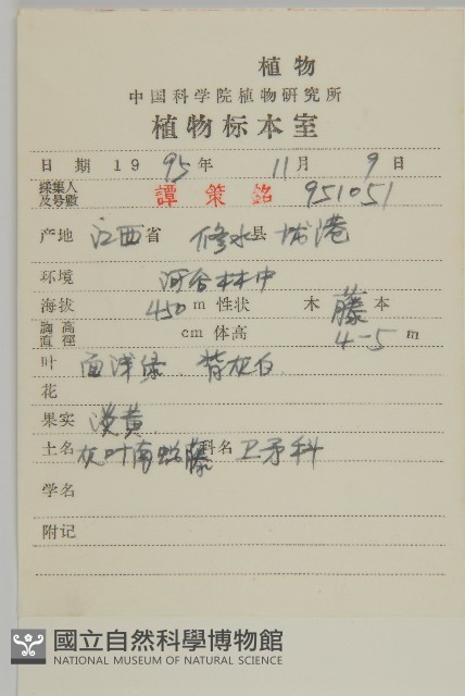 灰葉南蛇藤藏品圖，第2張