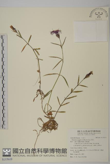 Accession Number:S115619 Collection Image, Figure 1, Total 2 Figures