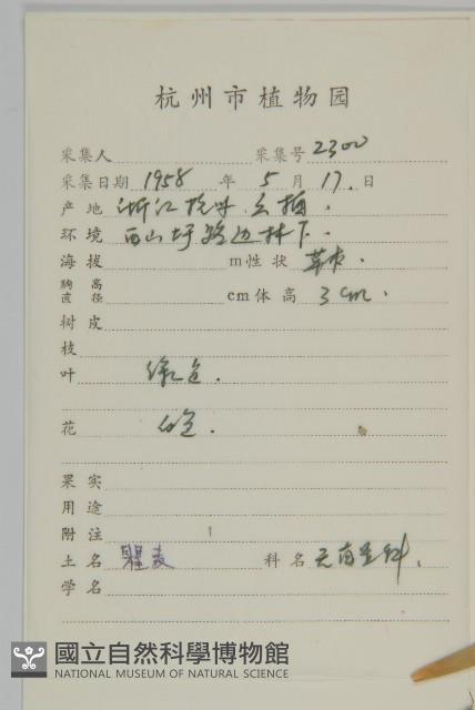 瞿麥藏品圖，第2張