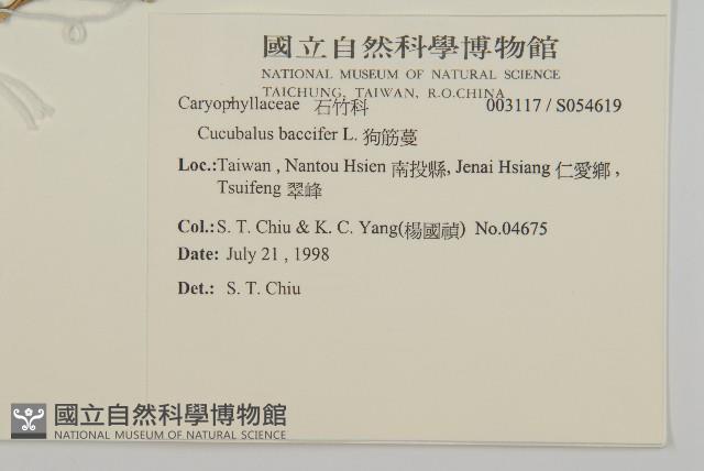 狗筋蔓藏品圖，第2張