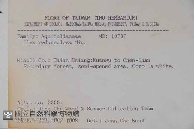 刻脈冬青藏品圖，第2張