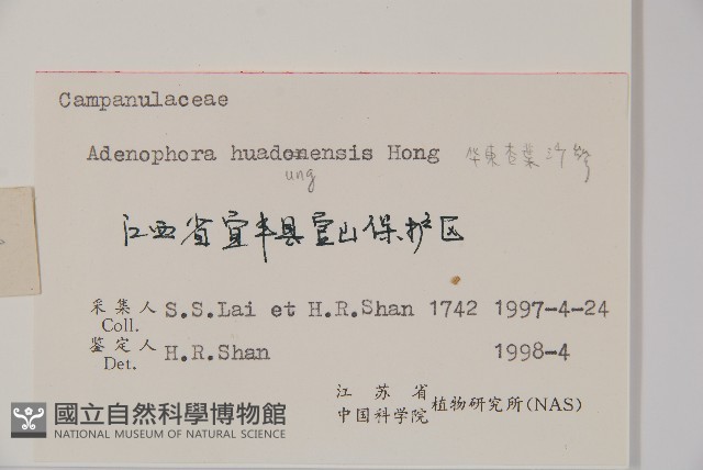 華東杏葉沙參藏品圖，第2張