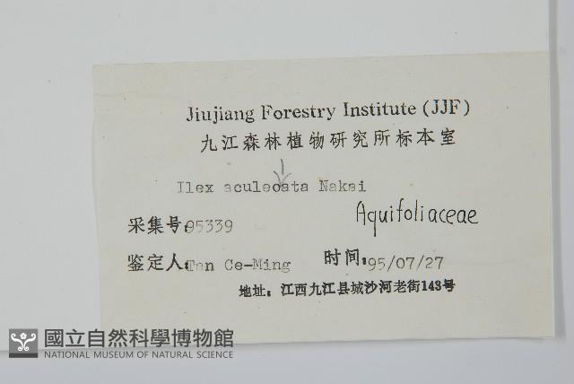 鼠李冬青、滿樹星藏品圖，第2張