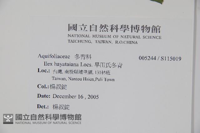 早田氏冬青藏品圖，第2張